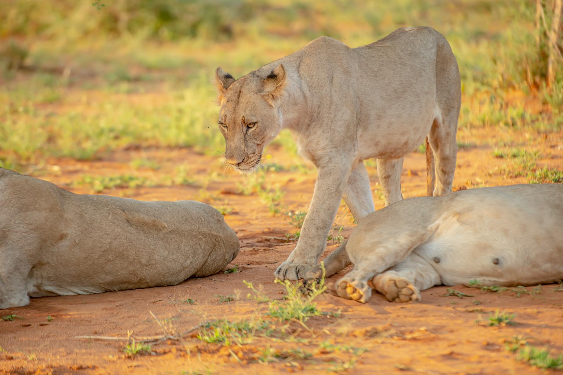 A serene scene of African lions resting in their natural habitat during the day.