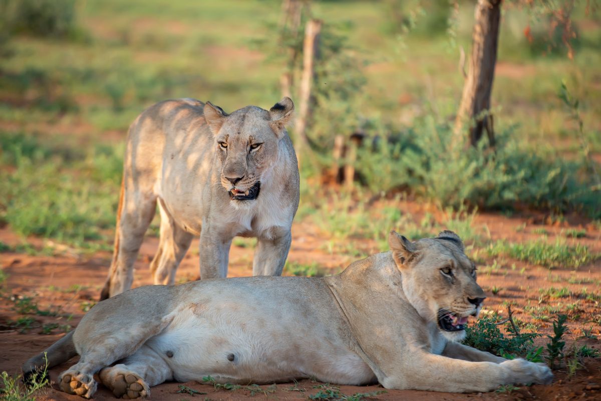 VR Gorongosa: Walking With Lions From Your Living Room