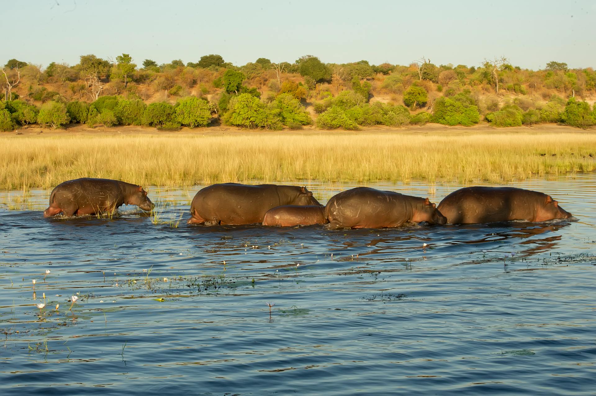 Group of hippos wading through water in vibrant African wetland with lush greenery.