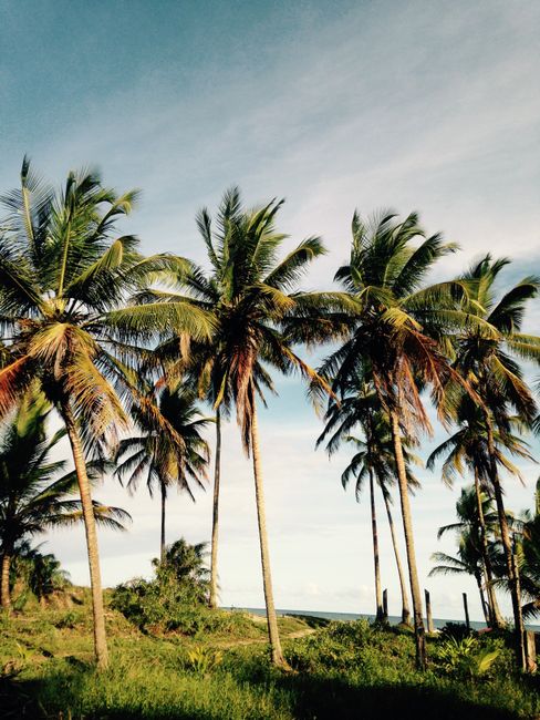 Tall palm trees in a tropical setting with a blue sky, creating a serene atmosphere.