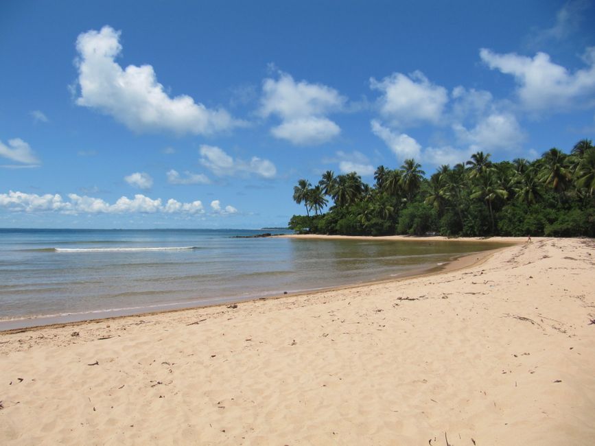 Picturesque tropical beach with golden sand and lush palm trees under a clear blue sky.