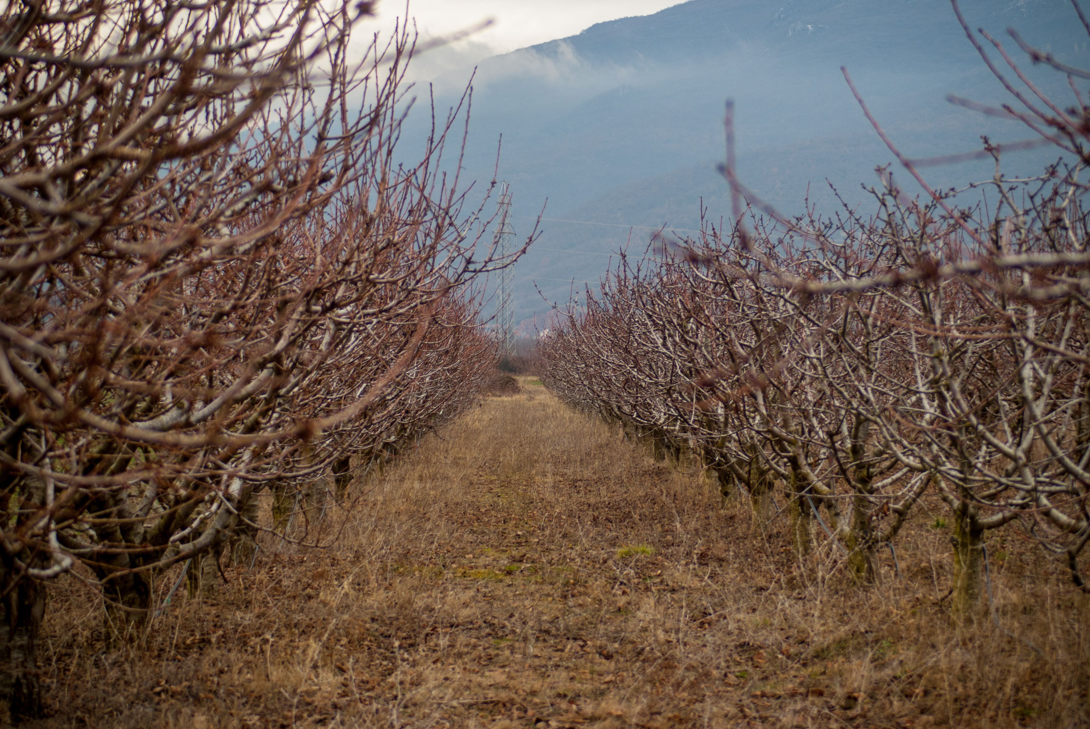 A picturesque view of a vineyard in Ohrid, North Macedonia, showcasing bare vines in winter. — photo by Valentin Cvetanoski / Pexels
