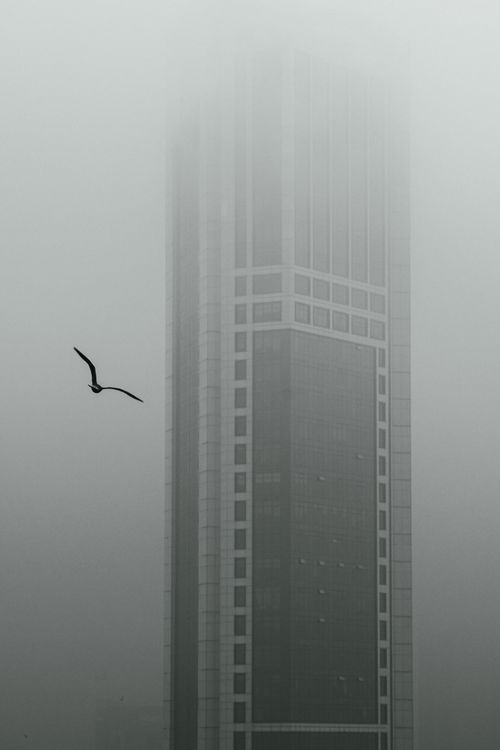 Free A lone seagull flies near a towering skyscraper enveloped in fog in İstanbul, creating a serene and mysterious scene. Stock Photo