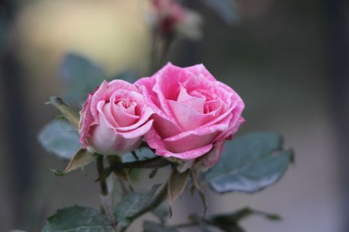 Free Beautiful close-up of two pink roses in full bloom with soft green background. Stock Photo