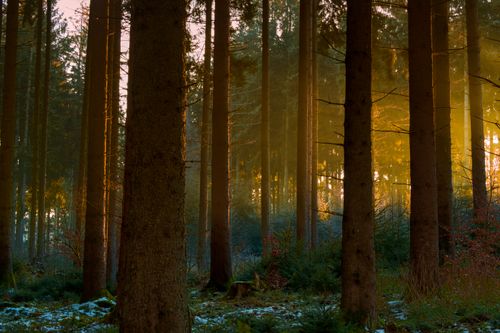 Free Tranquil pine forest in winter with golden sunset rays in Salzgitter, Germany. Stock Photo