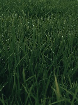 Close-up of vibrant green grass with dew droplets creating a serene natural scene.
