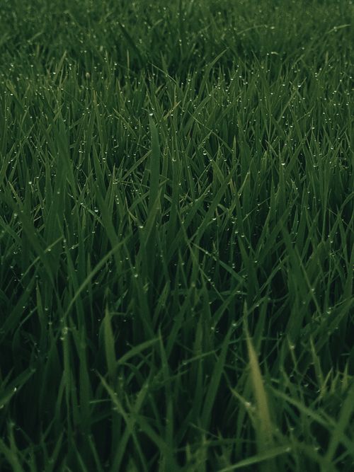 Free Close-up of vibrant green grass with dew droplets creating a serene natural scene. Stock Photo
