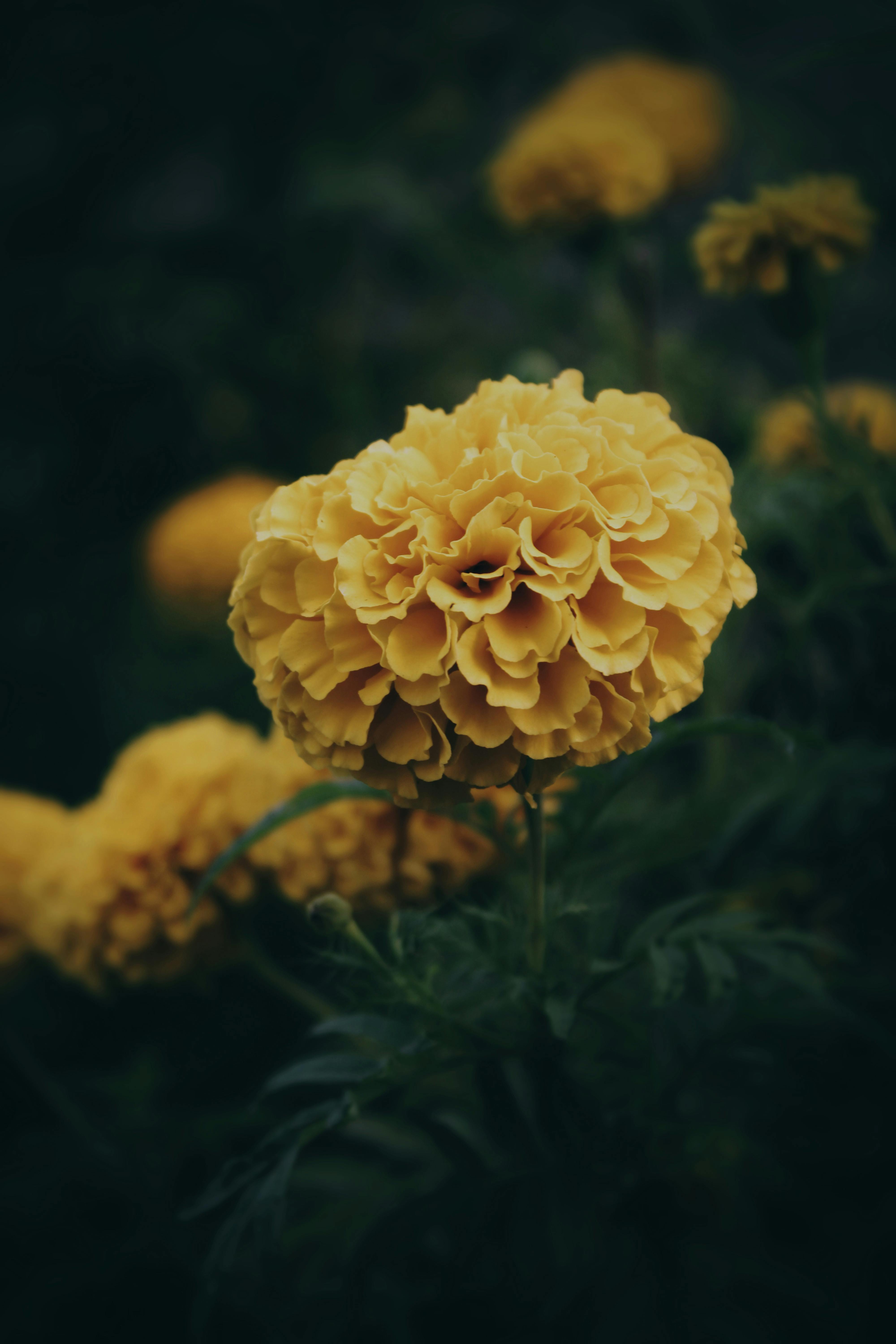 Moody close-up of a marigold flower in India, highlighting its vibrant yellow petals.