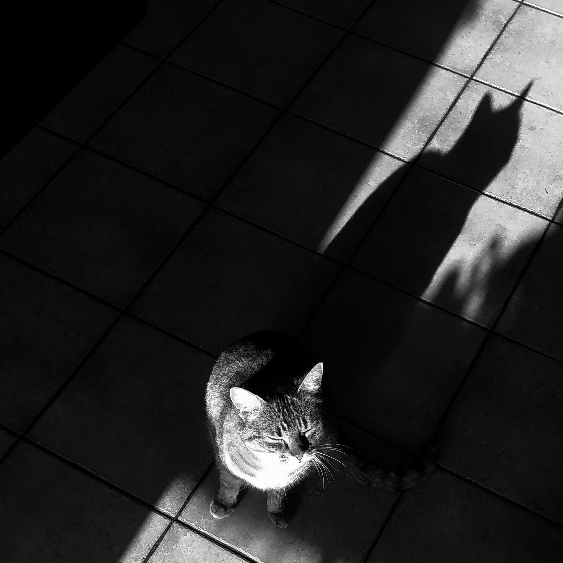 A cat casts a distinct shadow on a tiled floor in this artistic black and white photo.