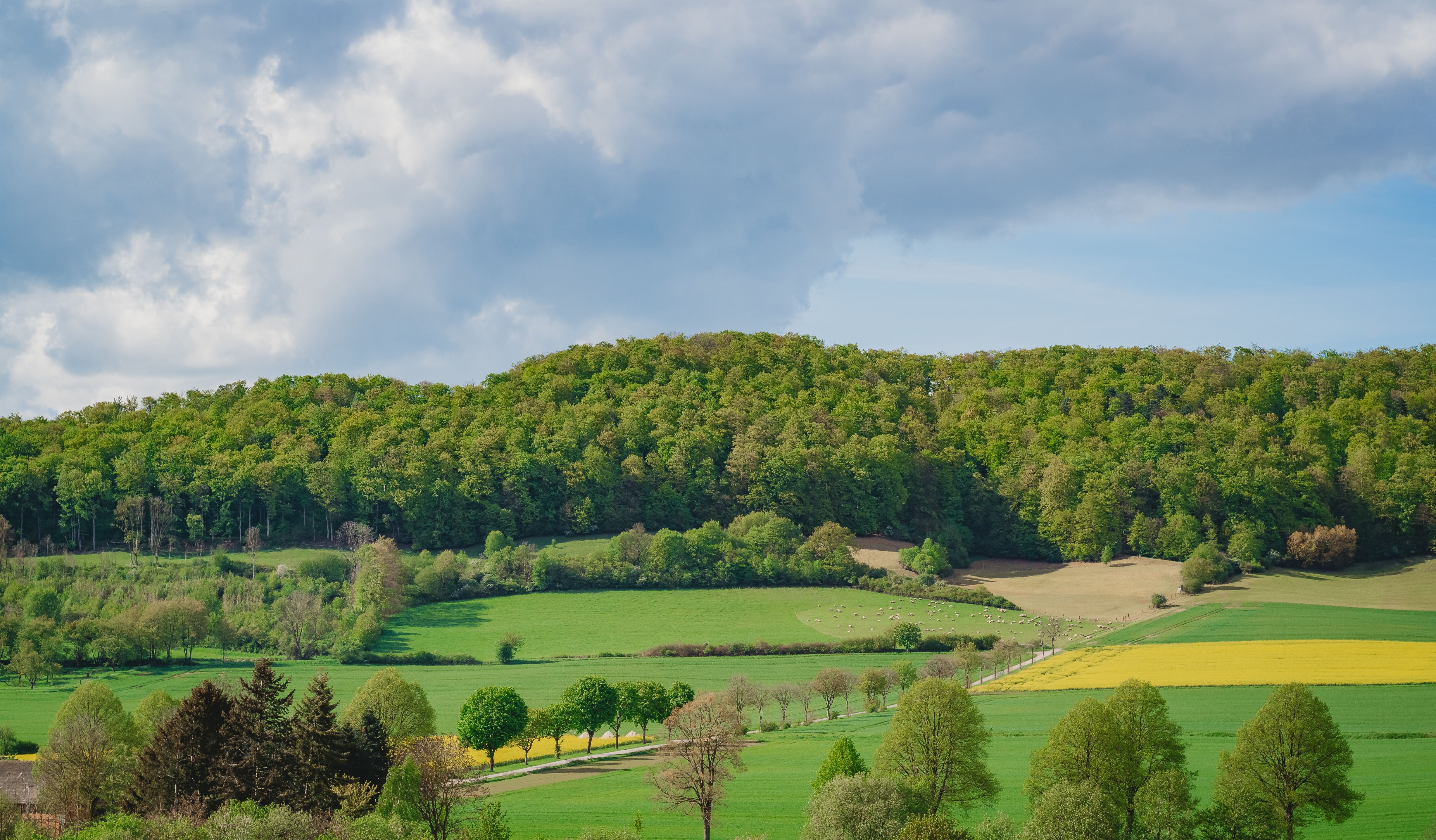 Vibrant Green Countryside Landscape in Summer · Free Stock Photo