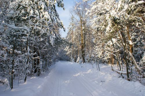 Free Serene snow-covered forest path, a beautiful winter wonderland scene. Stock Photo