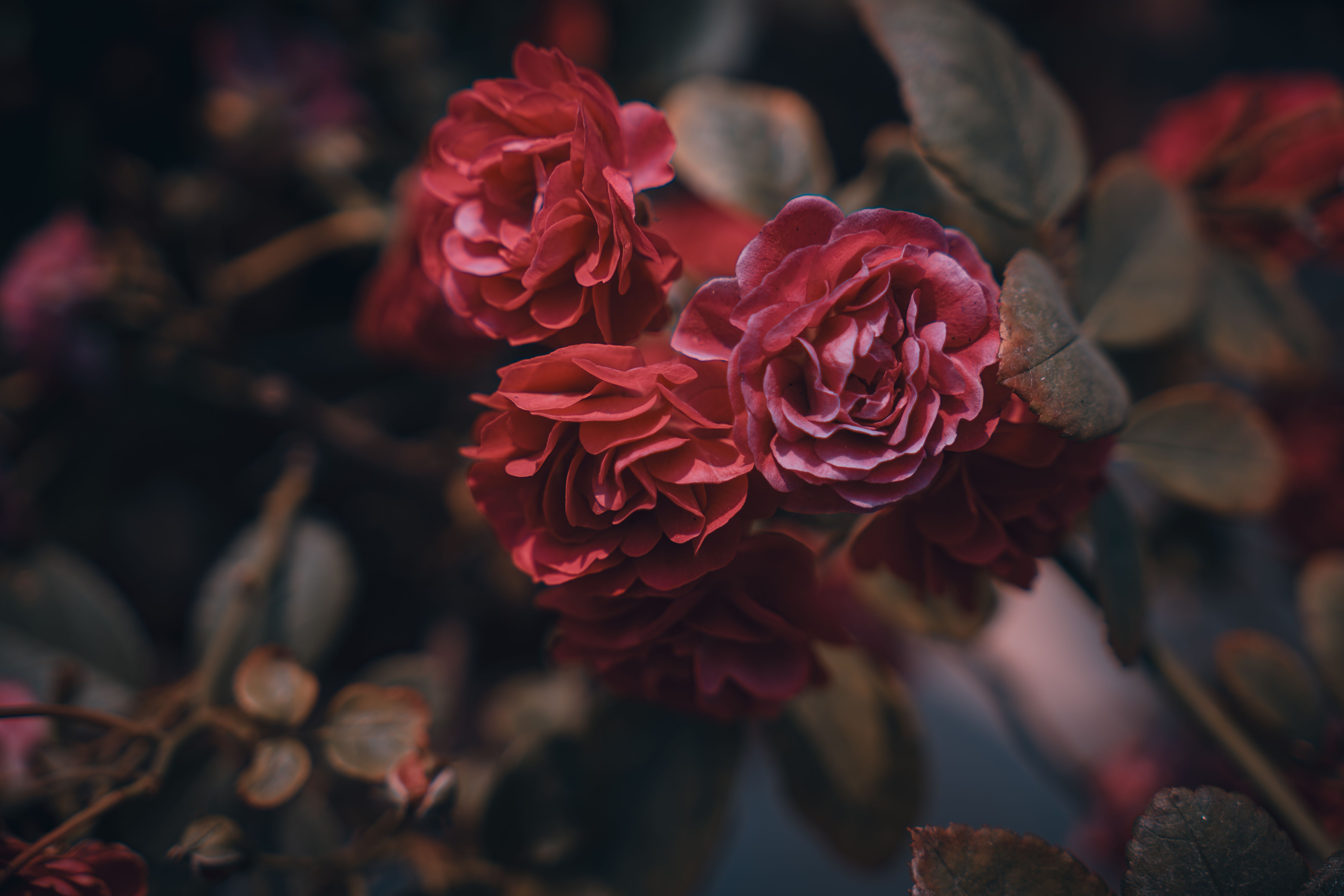 Photography of Red Roses · Free Stock Photo