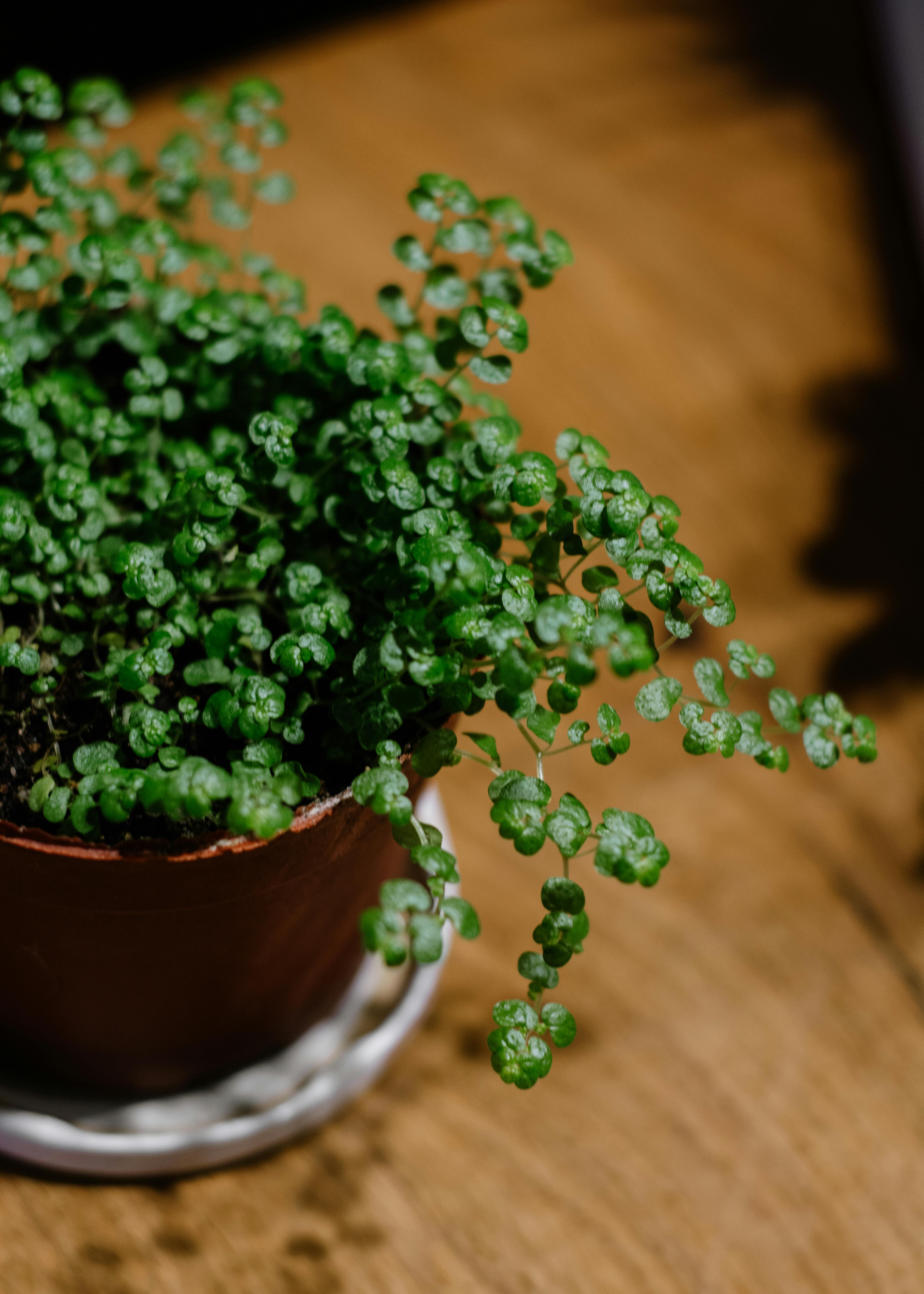 Soleirolia soleirolii