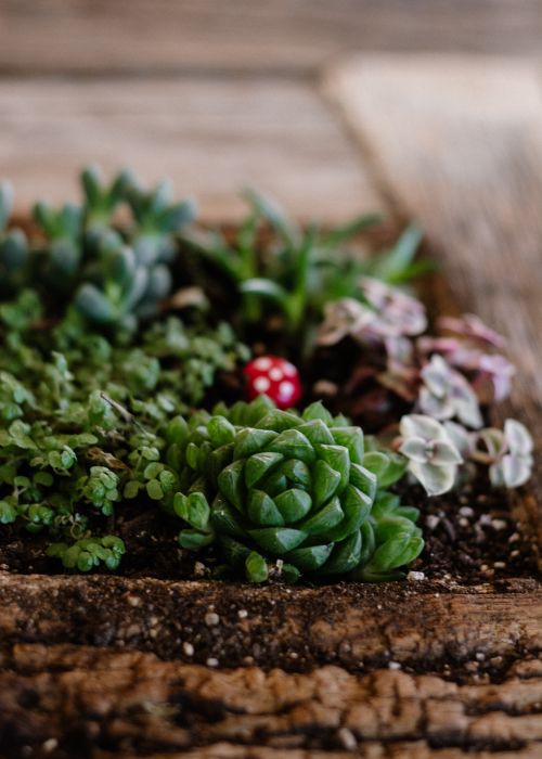 Free A rustic close-up of succulents arranged on a wooden surface, featuring vibrant greens and soil. Stock Photo