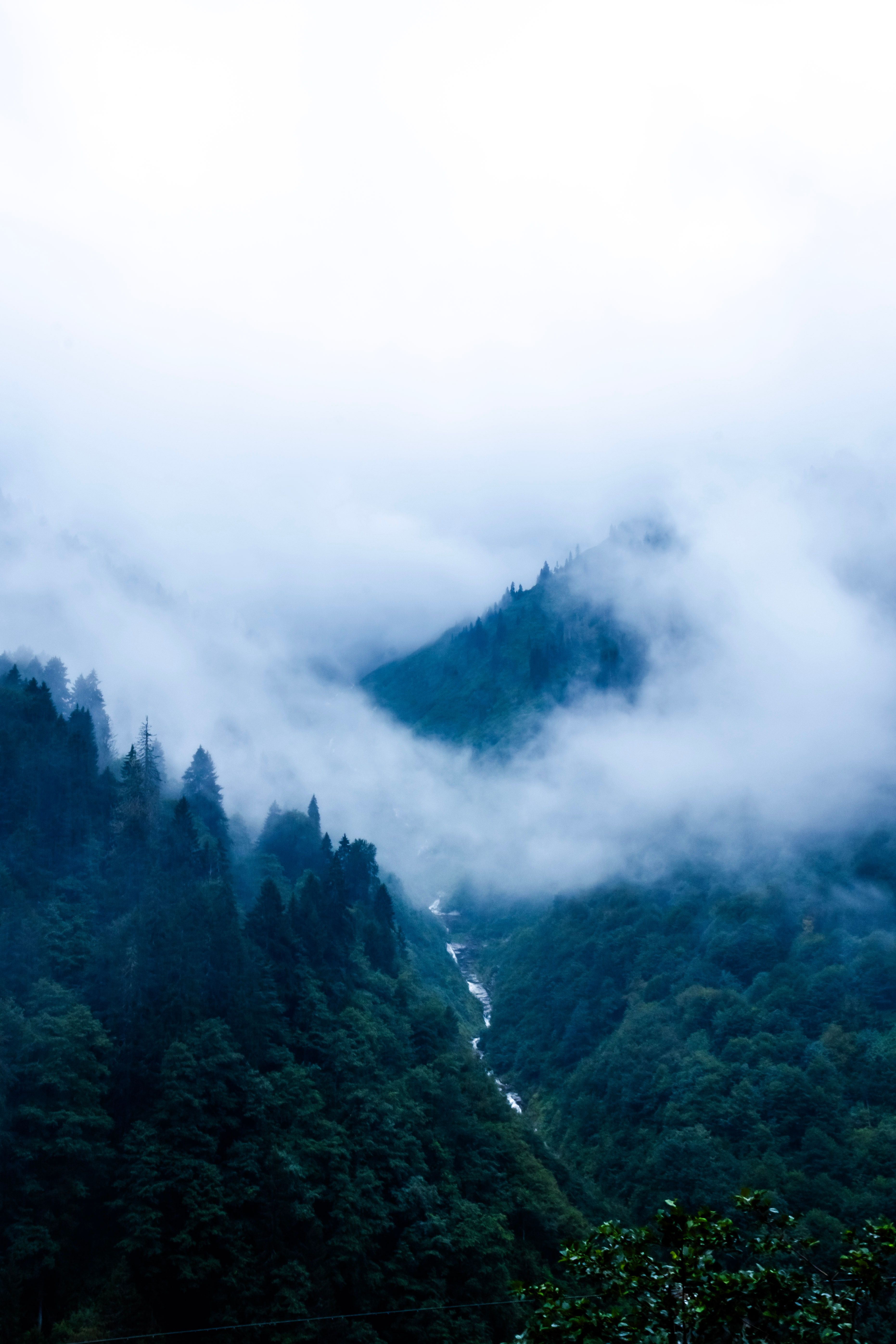 Misty Mountain Forest with Dramatic Fog · Free Stock Photo