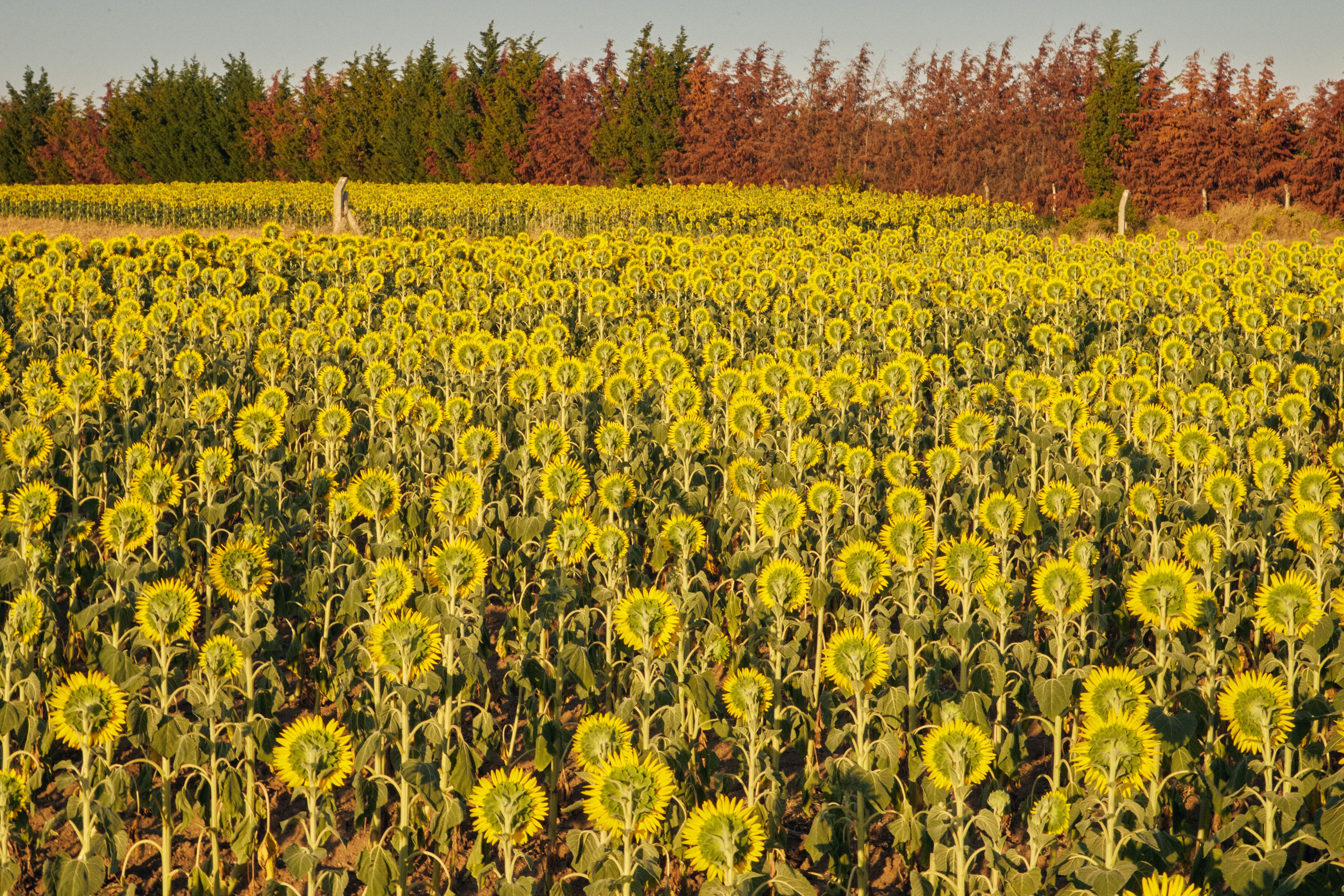 Vibrant Sunflower Field at Sunset · Free Stock Photo