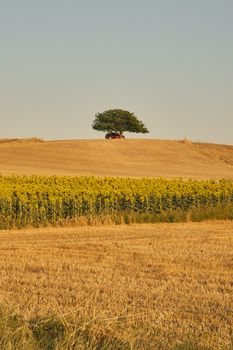 Sunflower field beneath a lone tree on a hill at dusk, capturing the essence of summer tranquility.