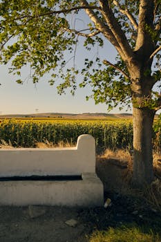 A serene summer landscape featuring a sunflower field, bench, and tree under warm sunlight.