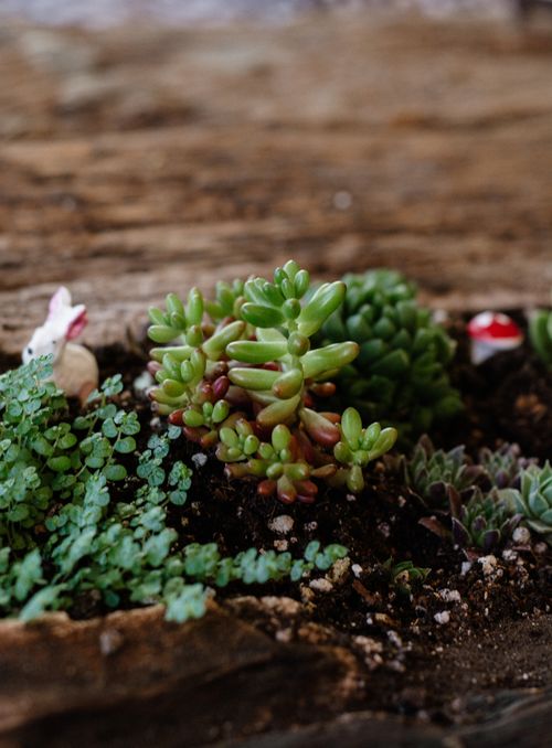 Free A beautiful arrangement of succulents on rustic wood with earthy tones and natural textures. Stock Photo