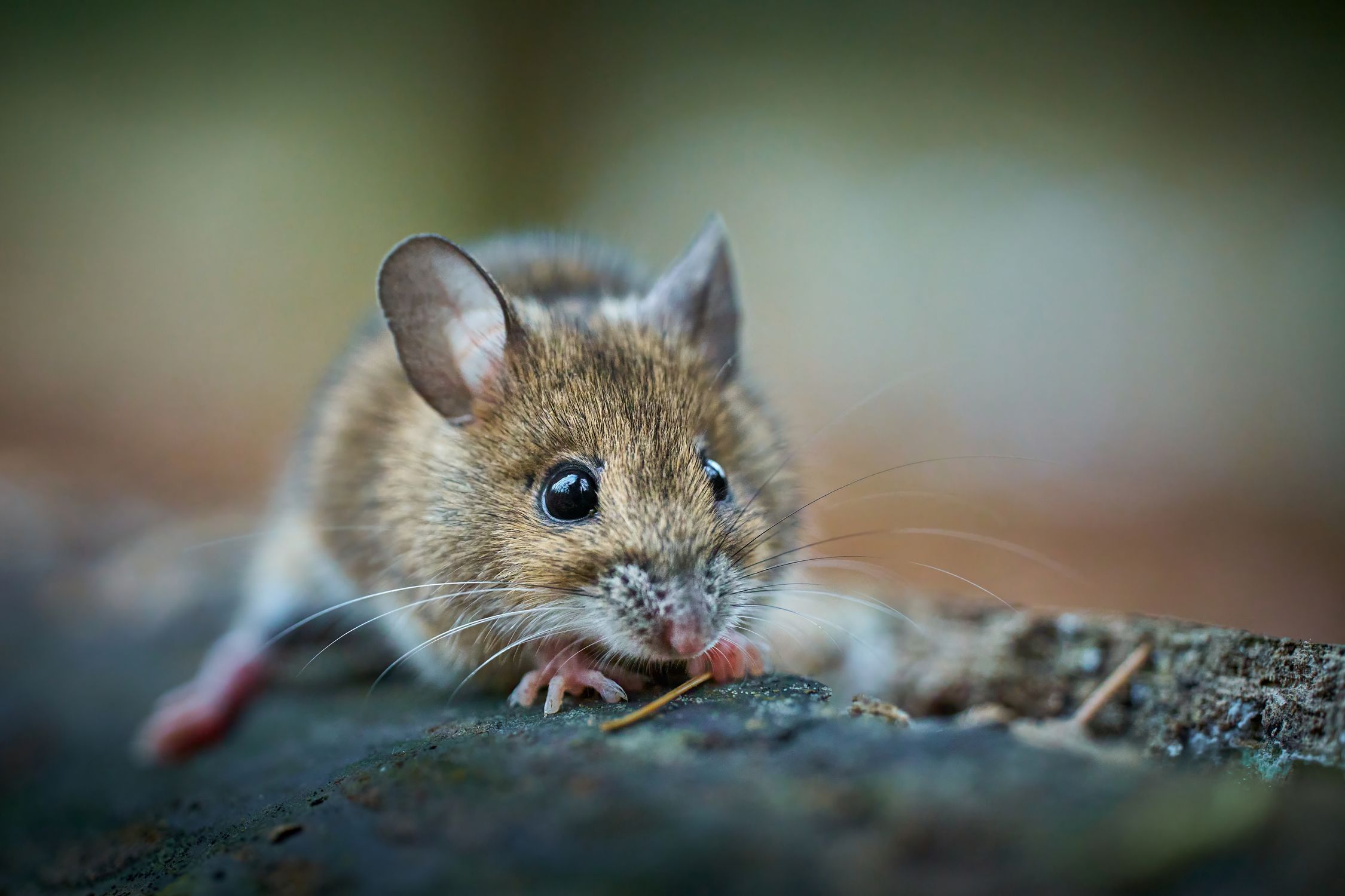 Nature Randy Mouse Close-up of a Cute Forest Mouse in Nature · Free Stock Photo