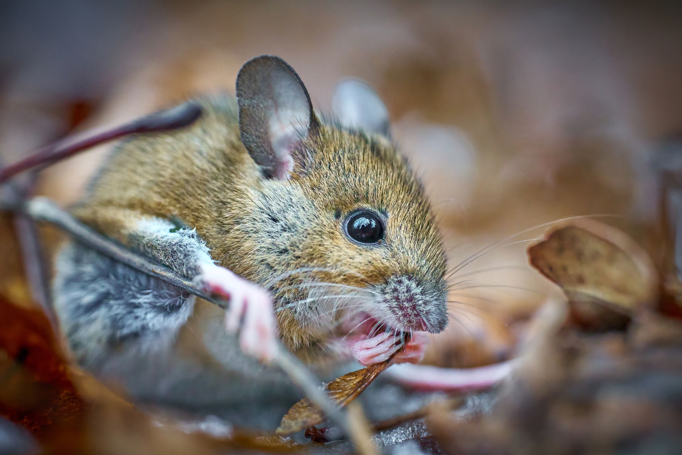 Mouse Eating Insect Close-up of a Mouse Eating in Nature · Free Stock Photo