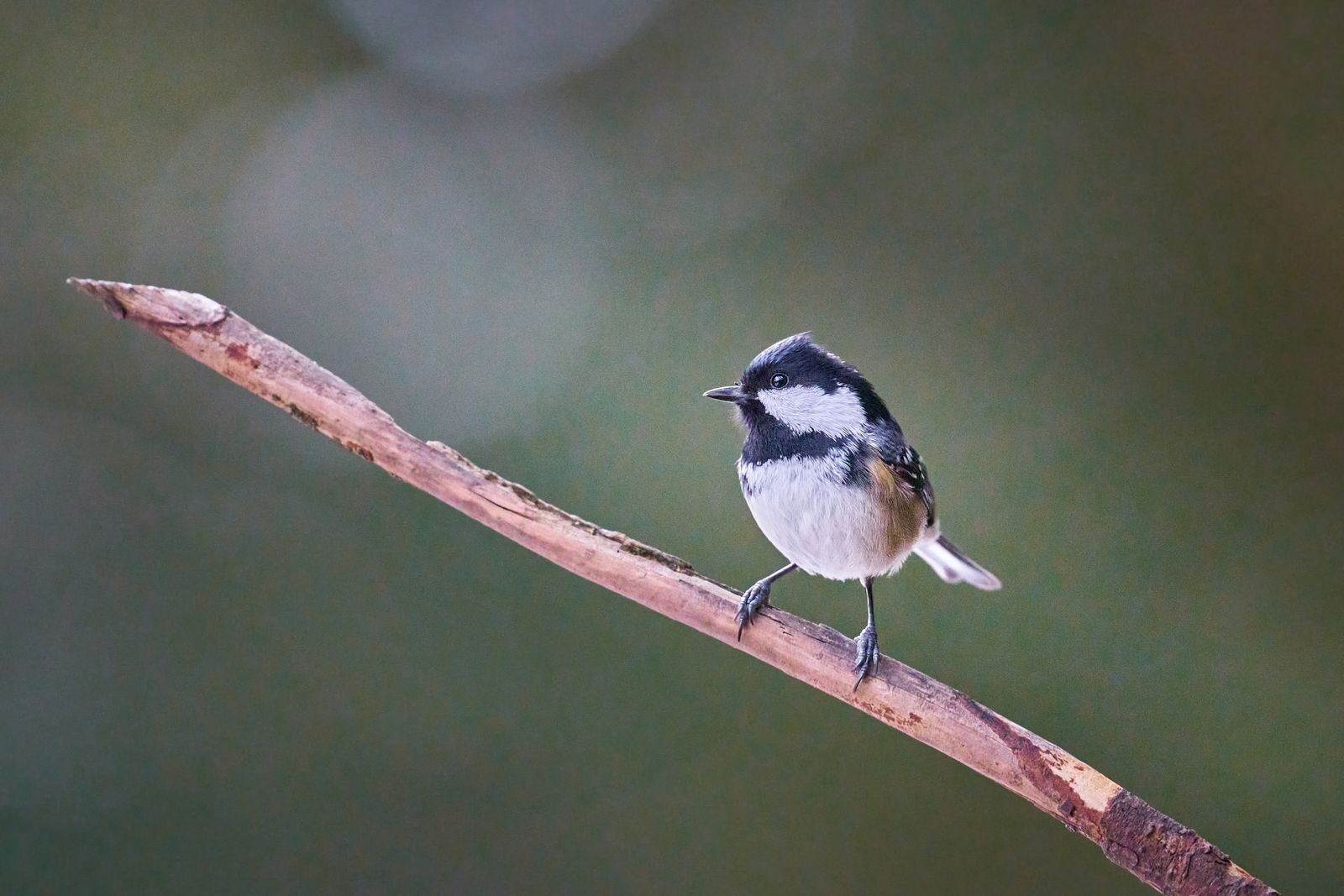 Chickadee Photos, Download The BEST Free Chickadee Stock Photos & HD Images