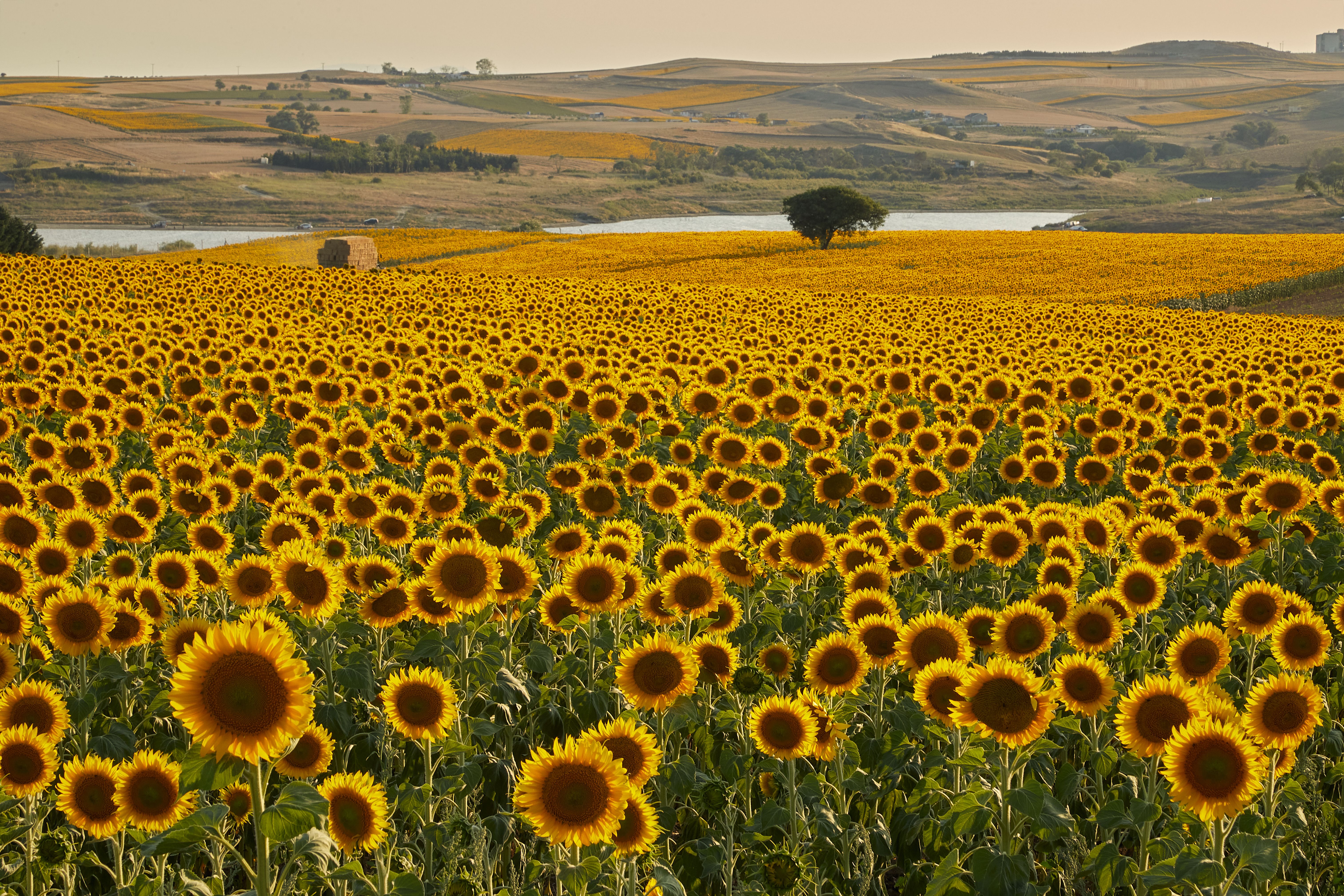 Vast Sunflower Field Under Golden Sunset · Free Stock Photo