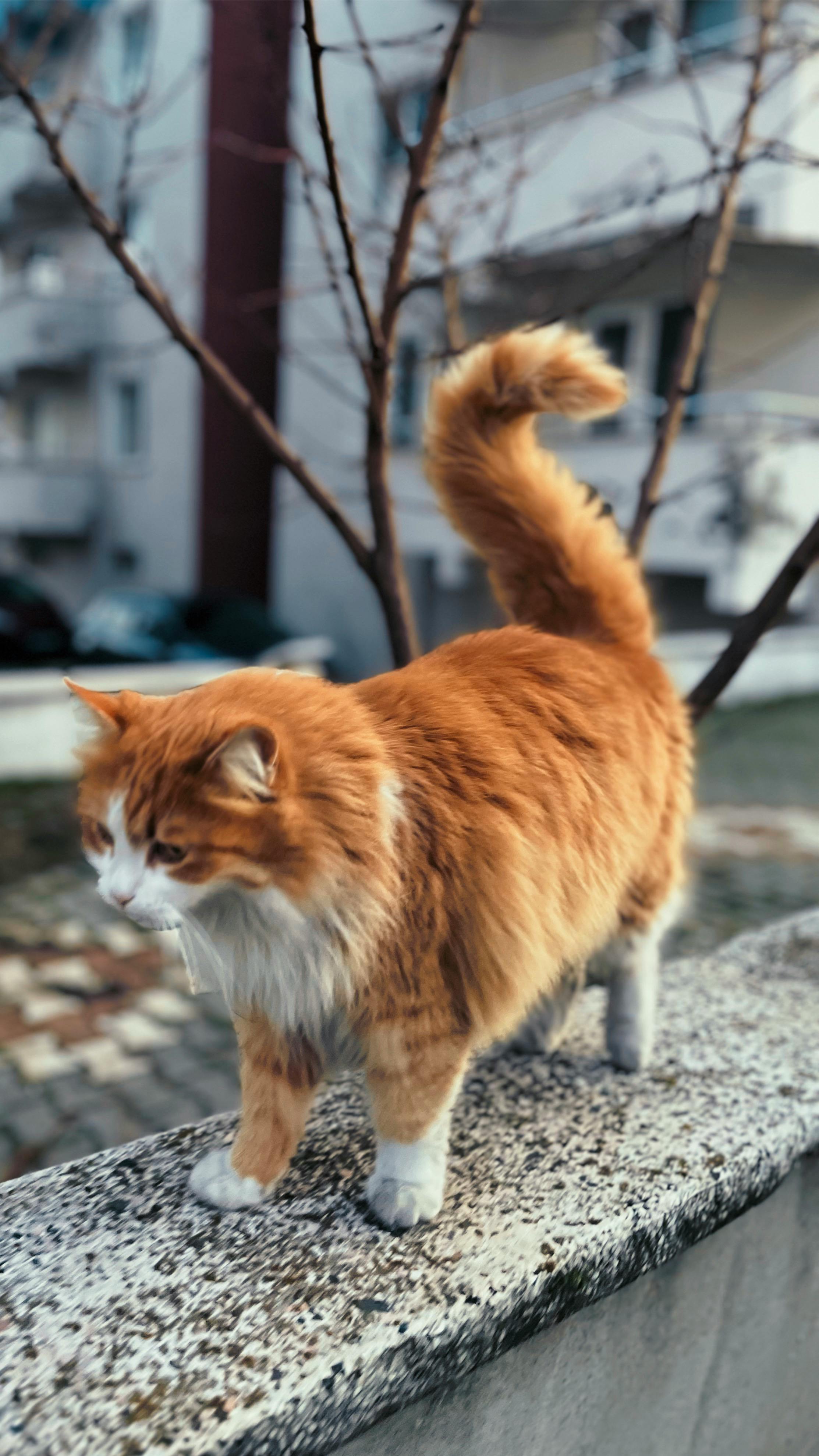 A fluffy ginger cat walks on a stone wall surrounded by urban buildings.