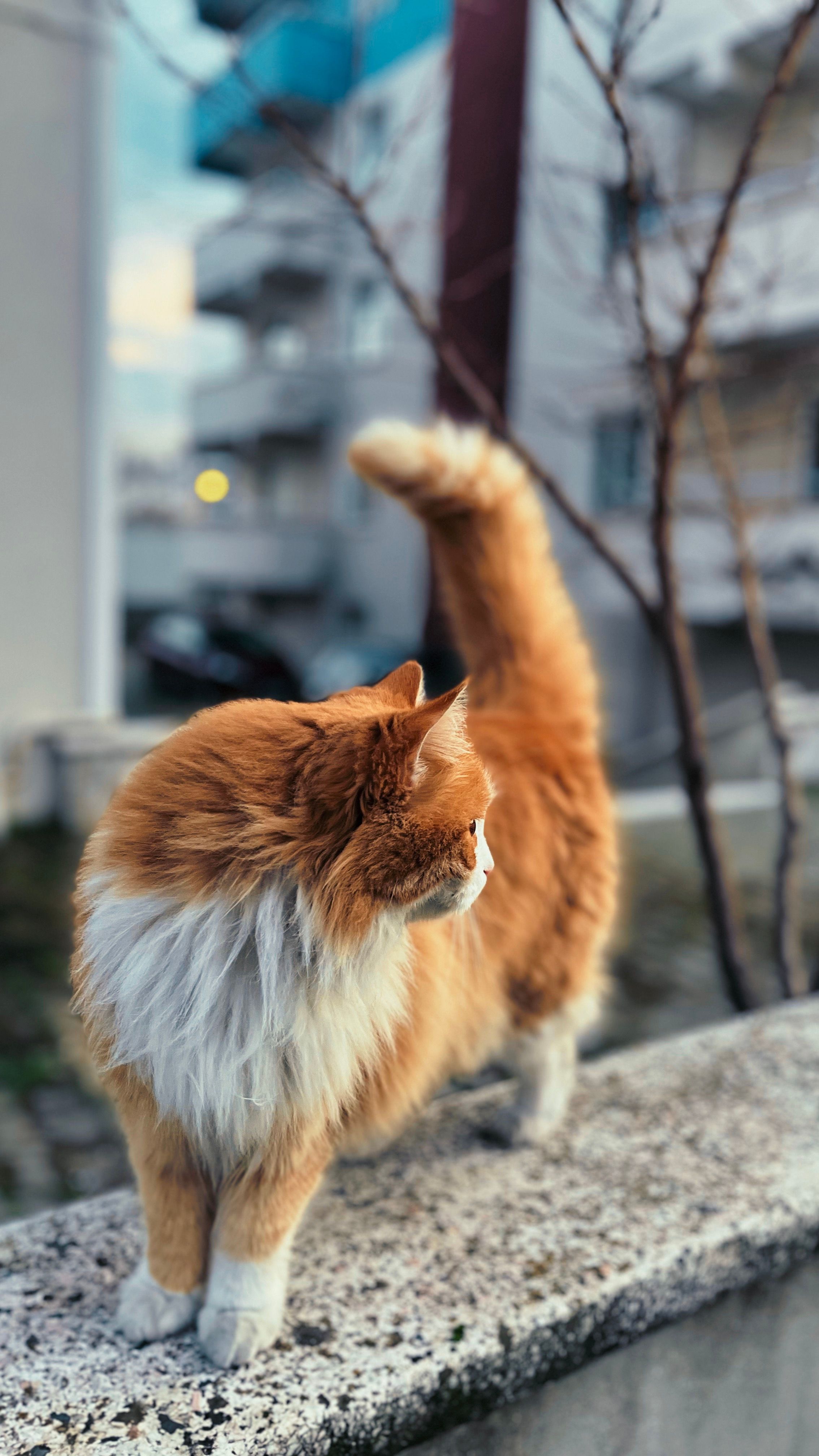 Ginger Cat on Urban Balcony at Dawn · Free Stock Photo