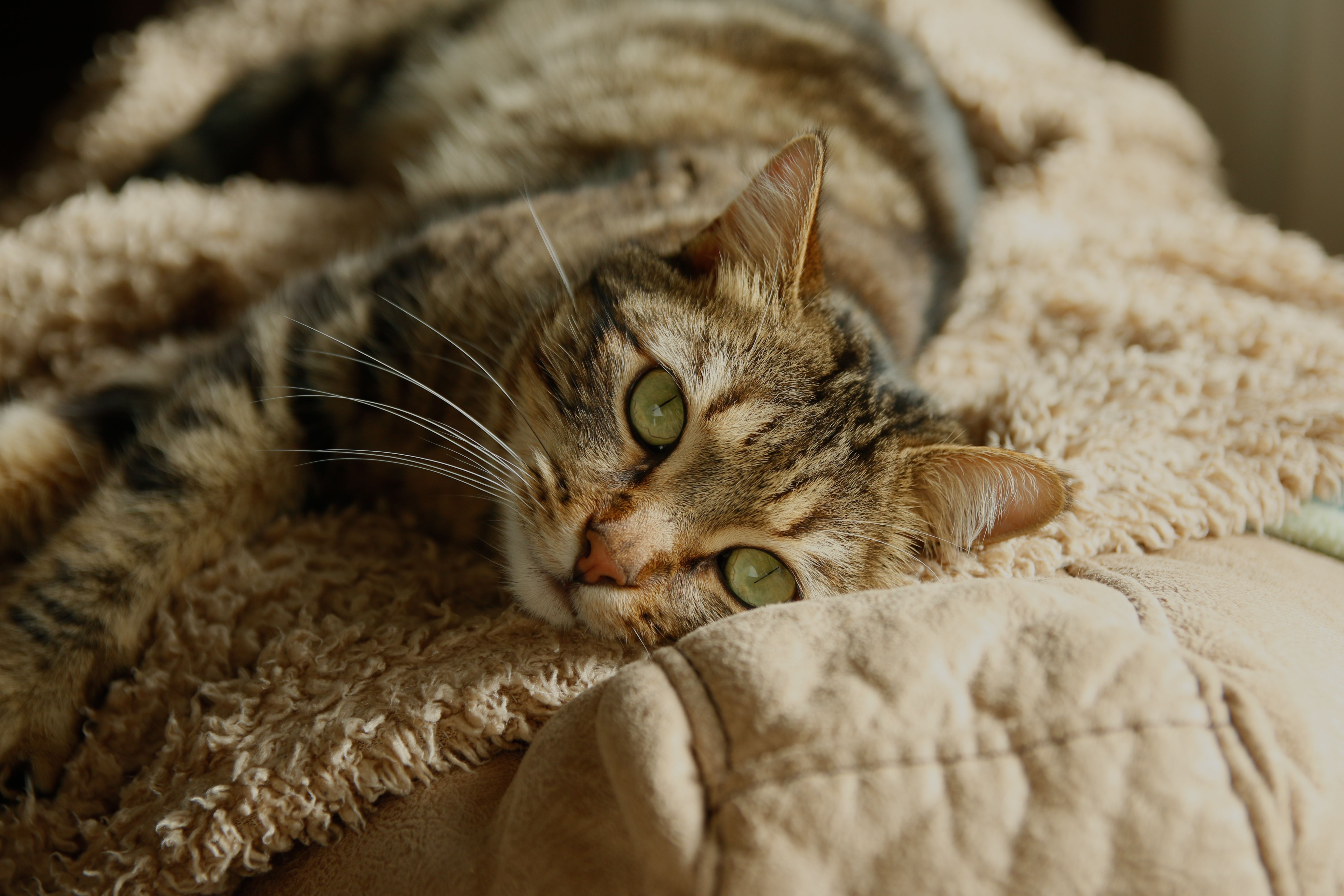 Free A serene tabby cat lounging comfortably on a fluffy beige blanket. Stock Photo
