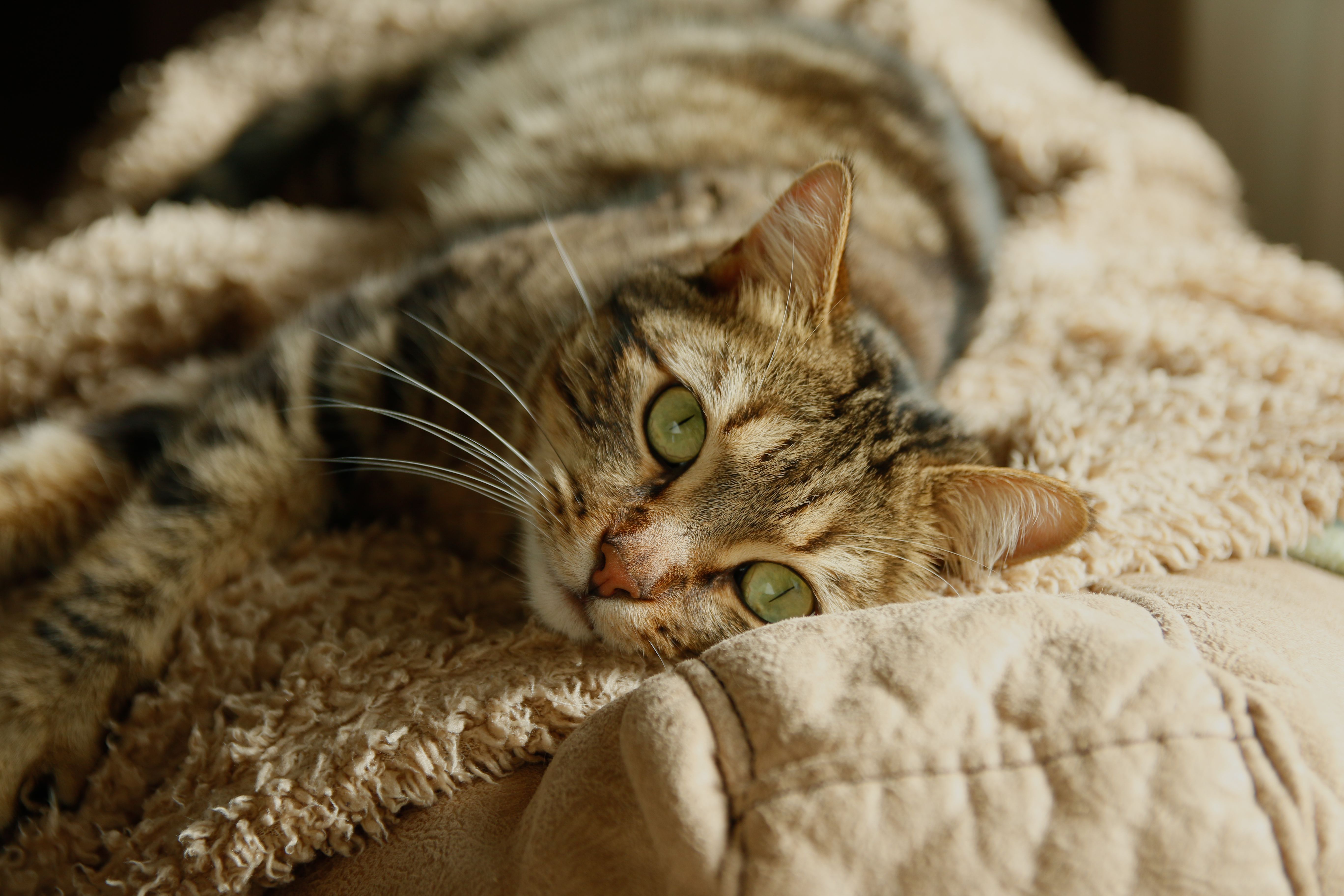 A cozy tabby cat lounging on a soft beige blanket indoors.