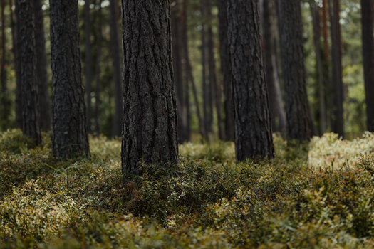 A serene sunlit pine forest with tall tree trunks and lush undergrowth.