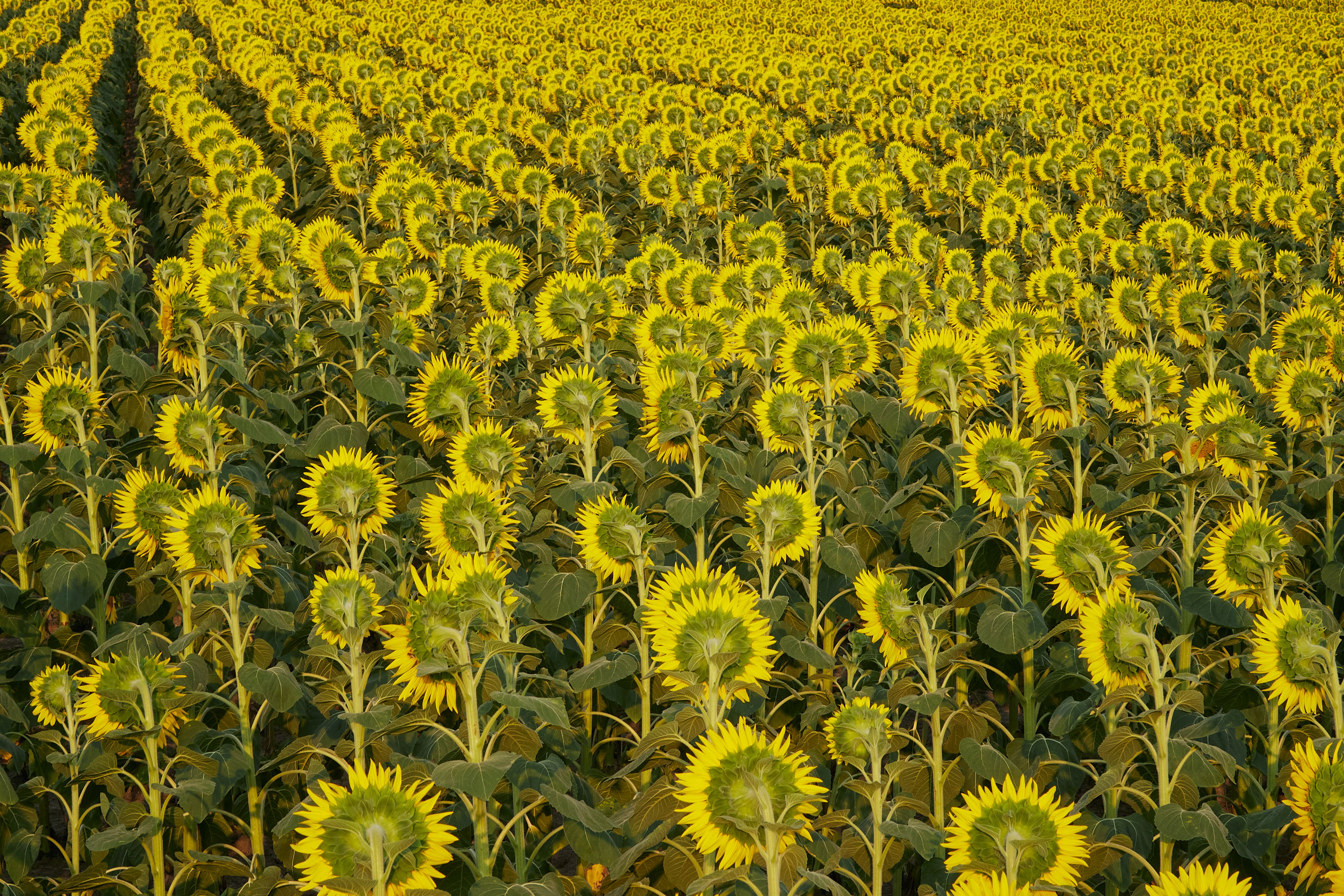 Vibrant Sunflower Field at Golden Hour · Free Stock Photo