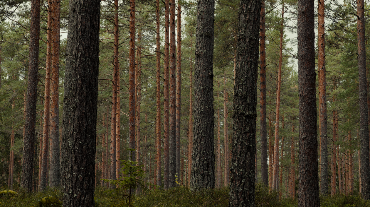 Serene Pine Forest Landscape with Tall Trees · Free Stock Photo