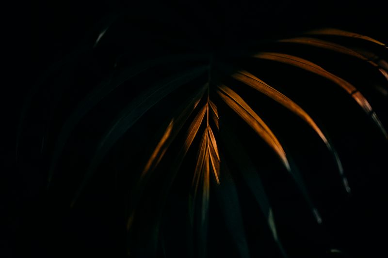 Palm