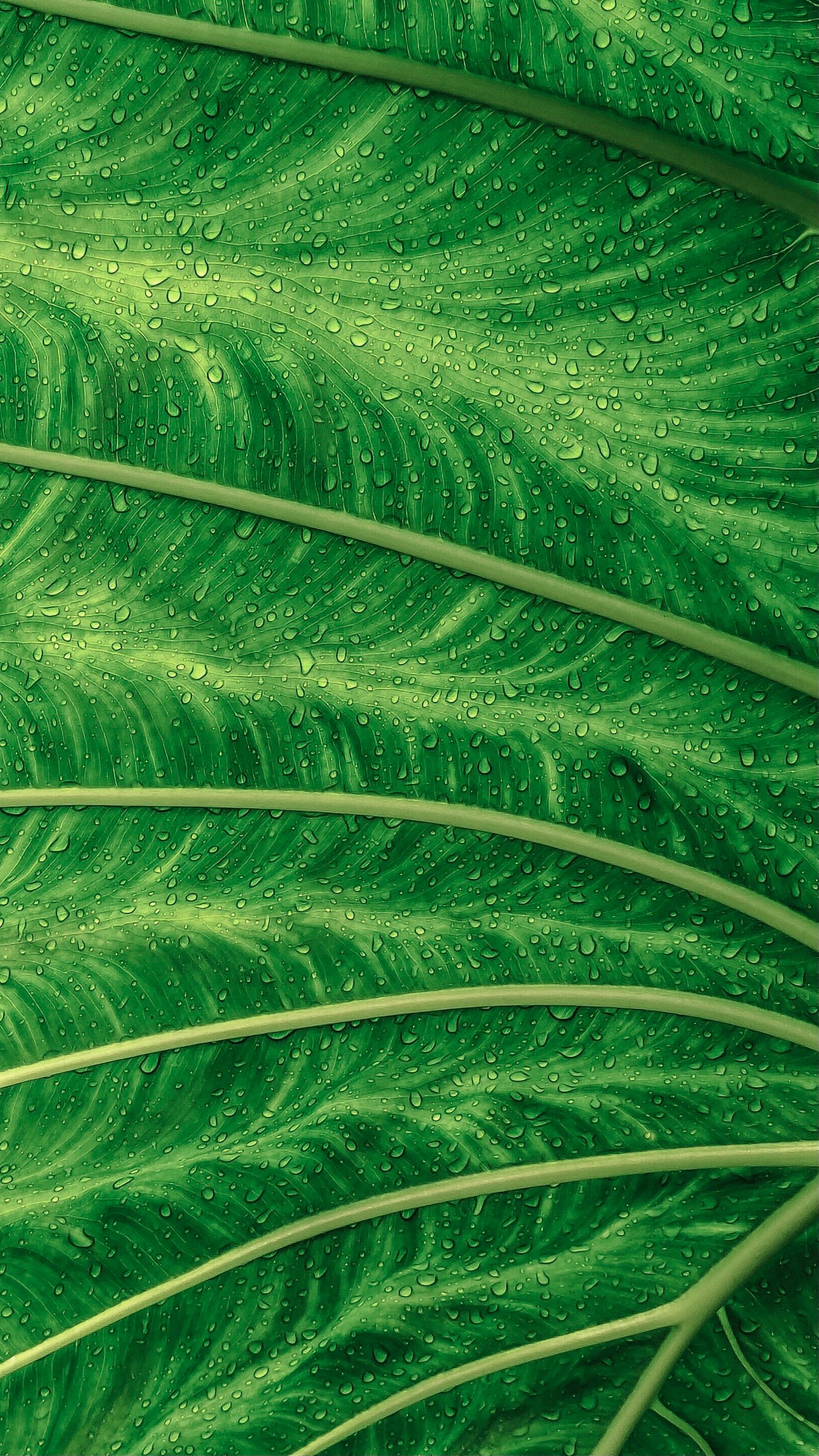 Close-up of Tropical Leaf with Dew Drops · Free Stock Photo