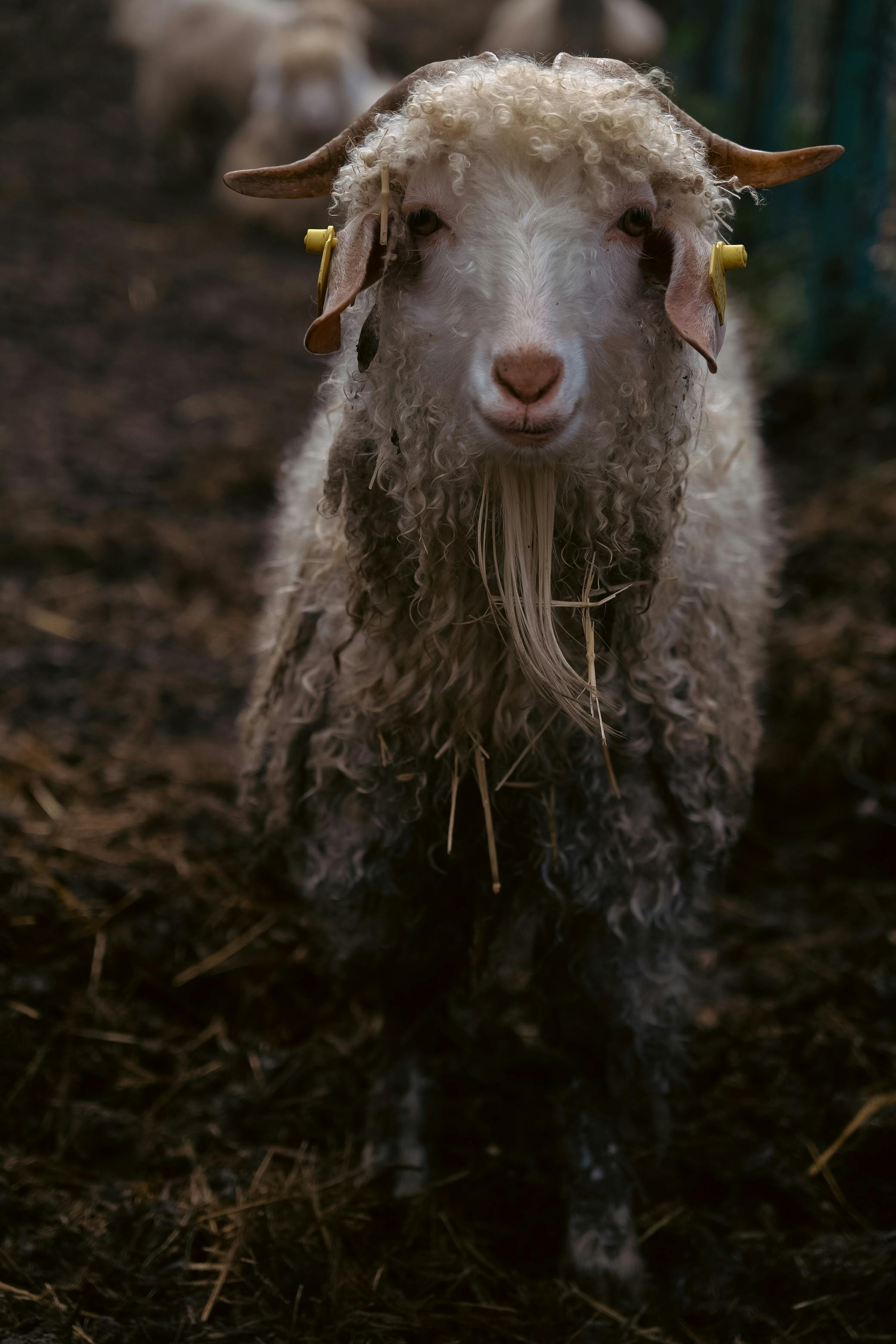 Gratuit Une chèvre angora hirsute debout sur un sol de ferme boueux, face à la caméra. Photos