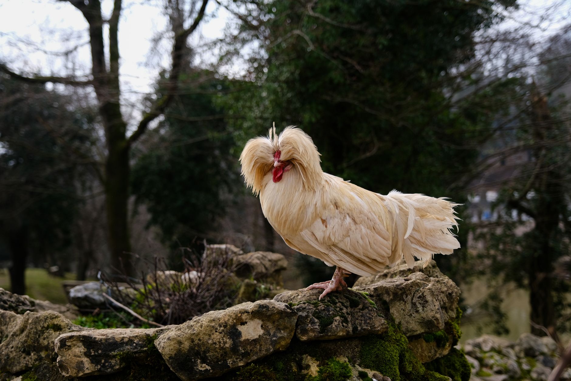 A winter rooster standing in a dry straw-lined coop, soft morning light illuminating frost outside