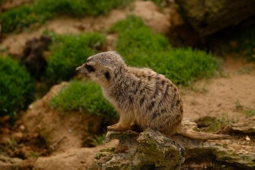 Free A meerkat perched on a rock amidst lush greens, showcasing its natural habitat. Stock Photo