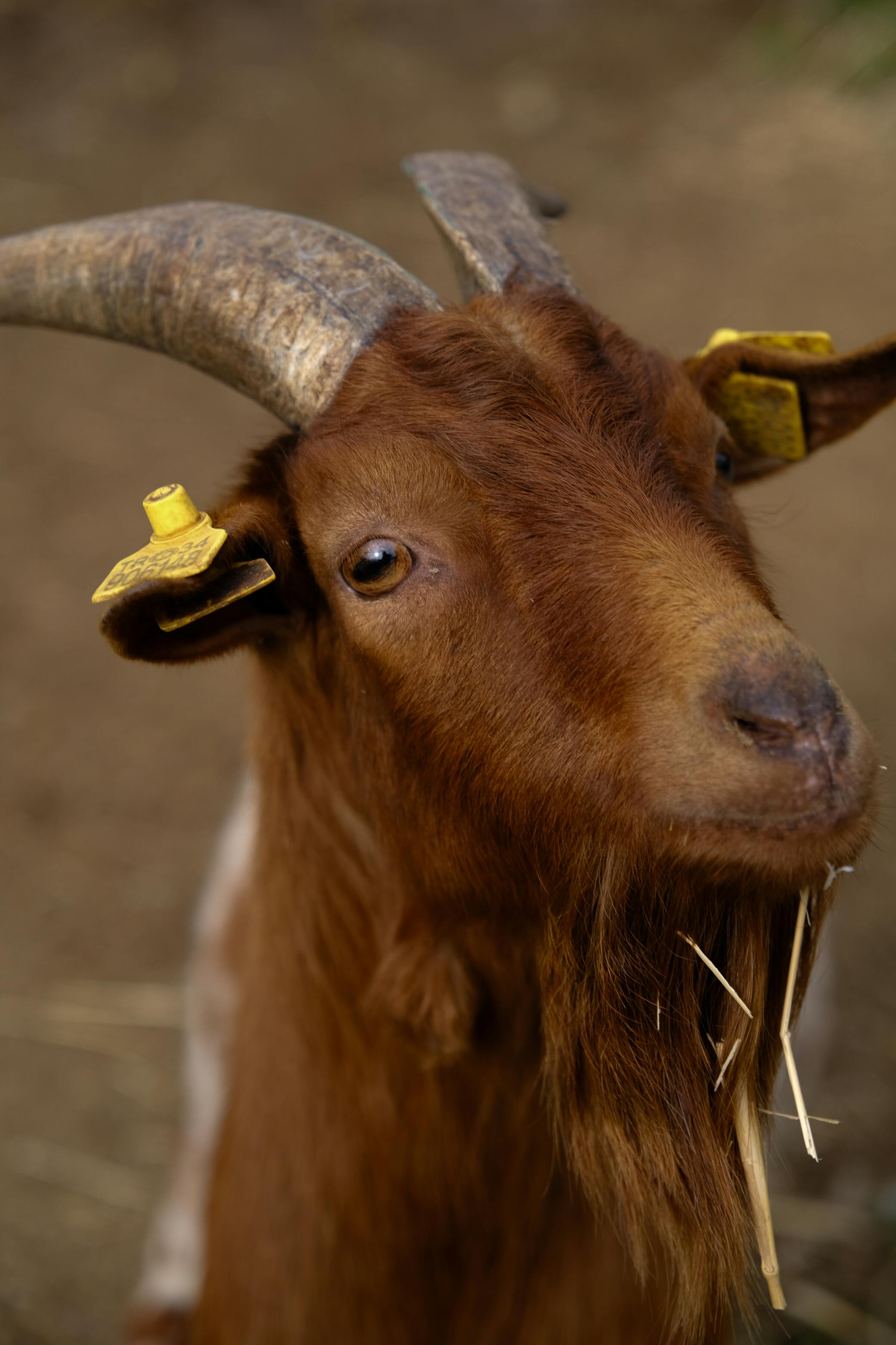 Gratuit Image détaillée d'une chèvre brune avec des boucles d'oreilles jaunes et de la paille dans sa barbe, mettant en valeur ses cornes texturées. Photos