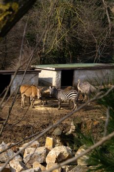 A zebra and ostrich standing together in their zoo enclosure surrounded by trees.
