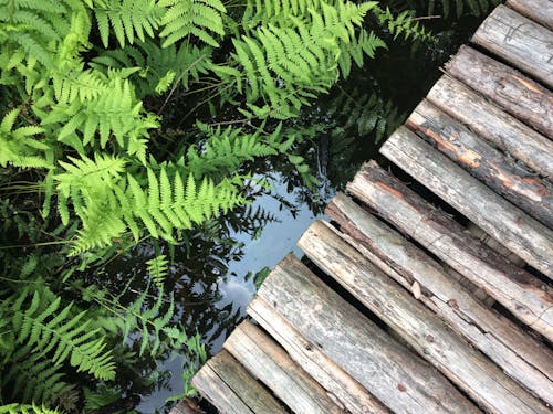 夏天, 步行, 水 的 免費圖庫相片