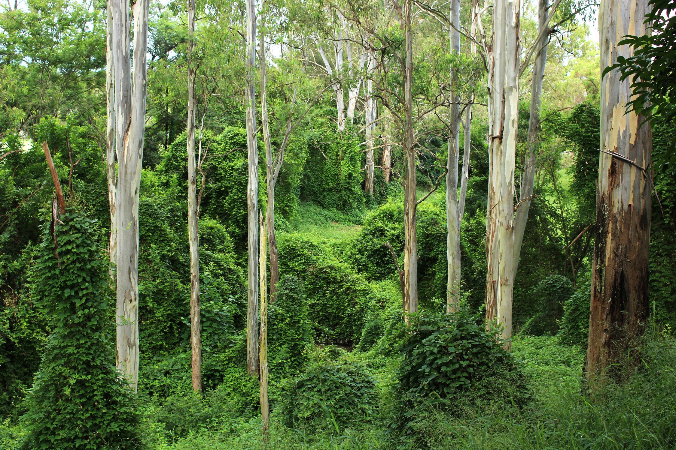 Muggil Tree Lush Green Eucalyptus Forest in Moggill · Free Stock Photo