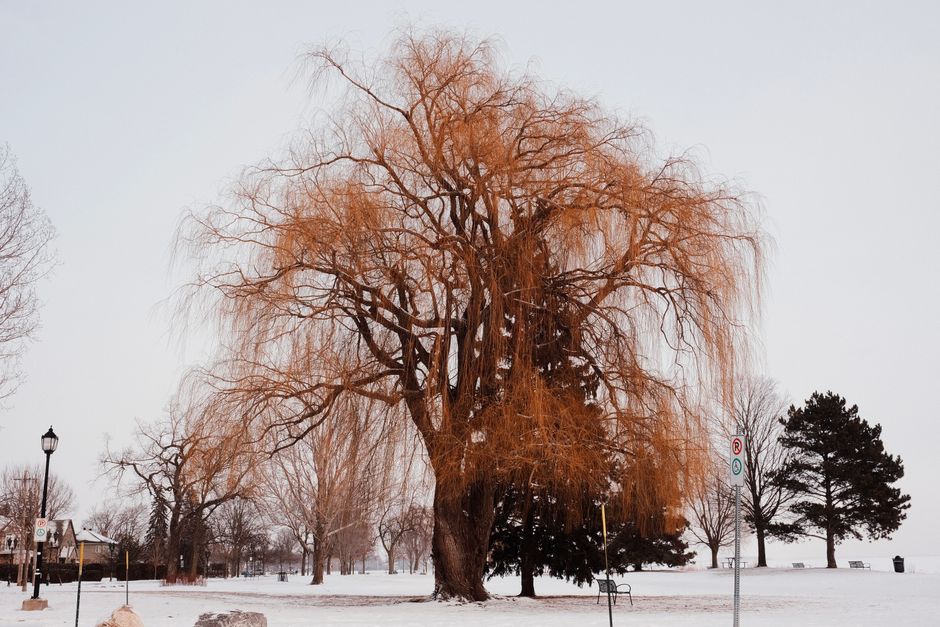 Majestic willow tree in winter landscape before spring pruning — willow tree pruning Surrey BC