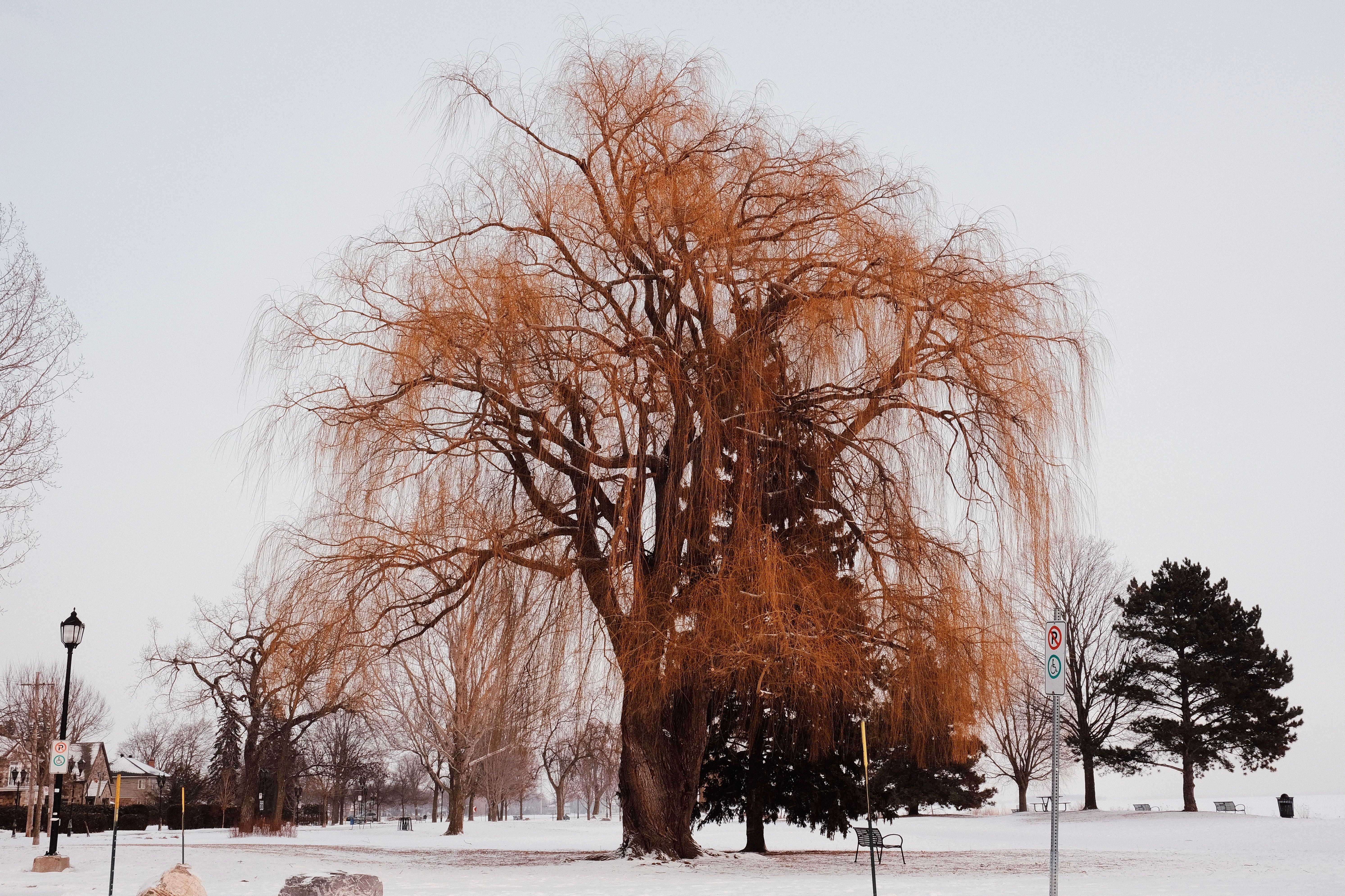 Great Description About Willow Tree In Winter
