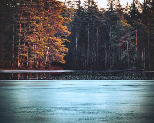 Free Tranquil scene of a frozen lake bordered by a pine forest at dawn, capturing the serene beauty of winter. Stock Photo
