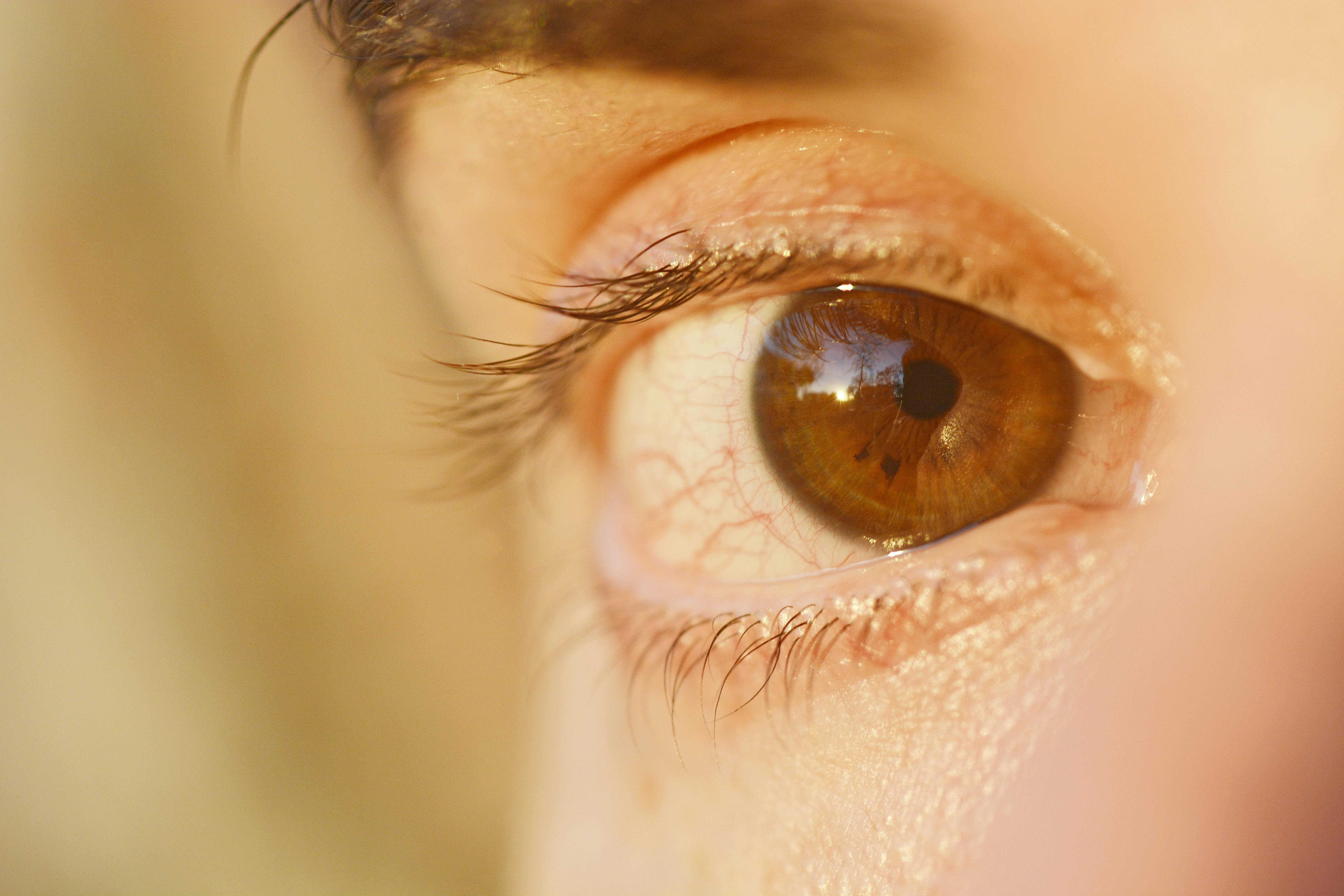 Gratuit Gros plan détaillé d'un œil marron montrant des cils et un reflet. Photos