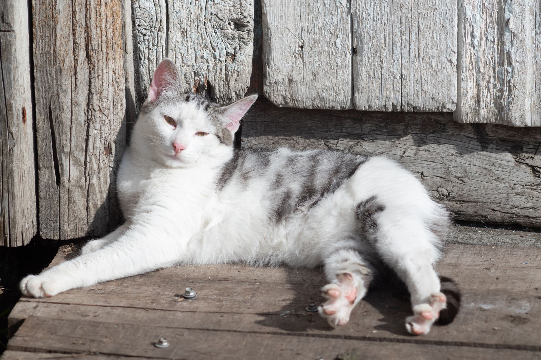 Larry the Cat