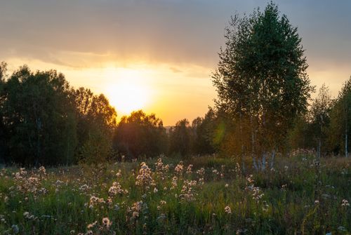 Free A peaceful summer sunset over a meadow filled with blooming wildflowers and lush trees. Stock Photo