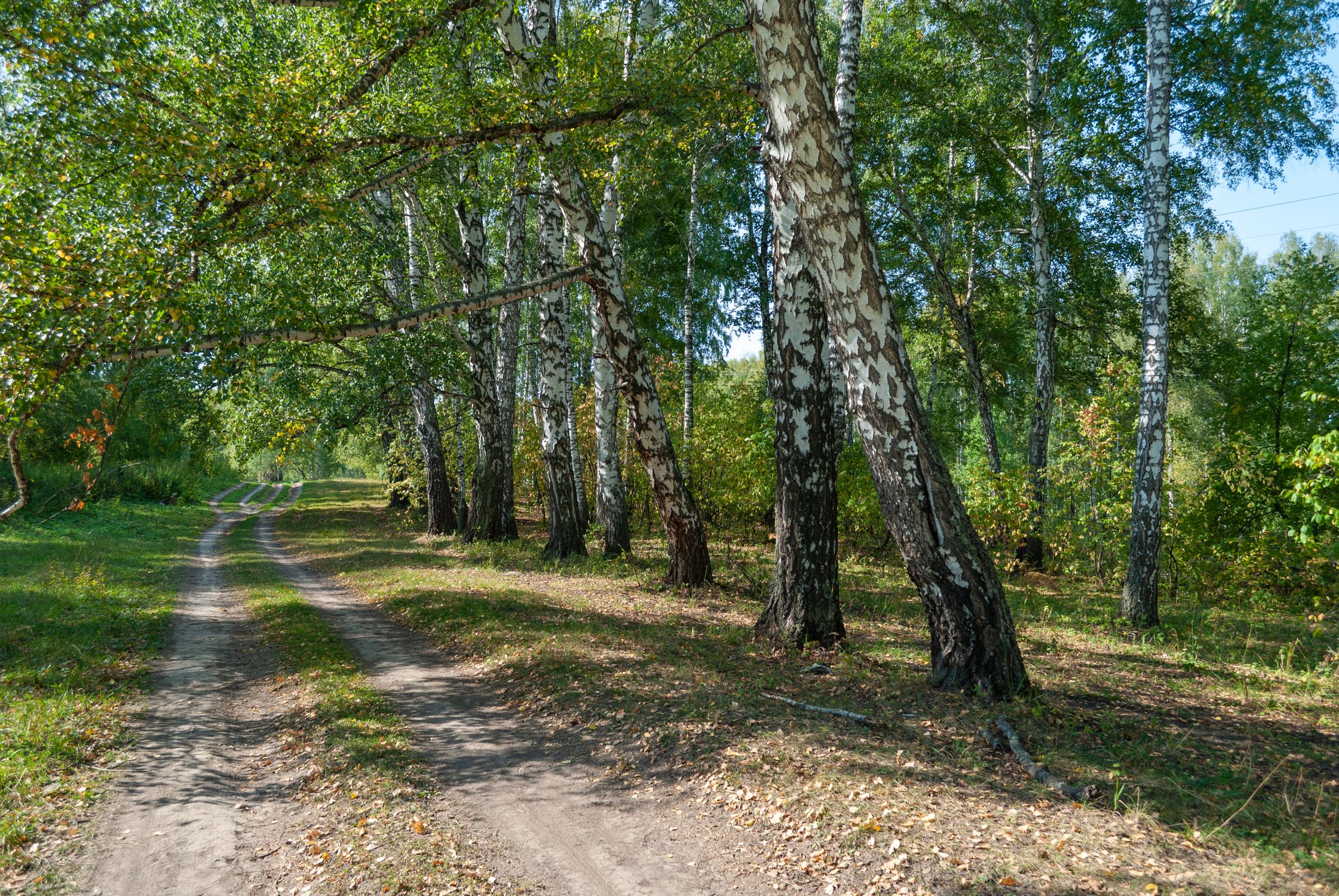 Serene Birch Tree Pathway in Summer Forest · Free Stock Photo